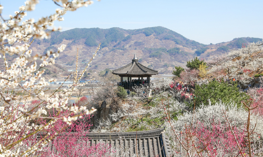 광양매화축제 주차안내