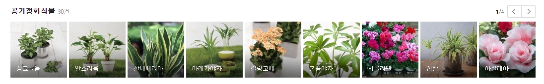 인도고무나무, 관음죽, 맥문동 공기 정화 식물 정보