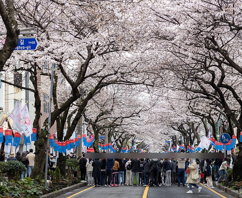 3월 벚꽃 축제