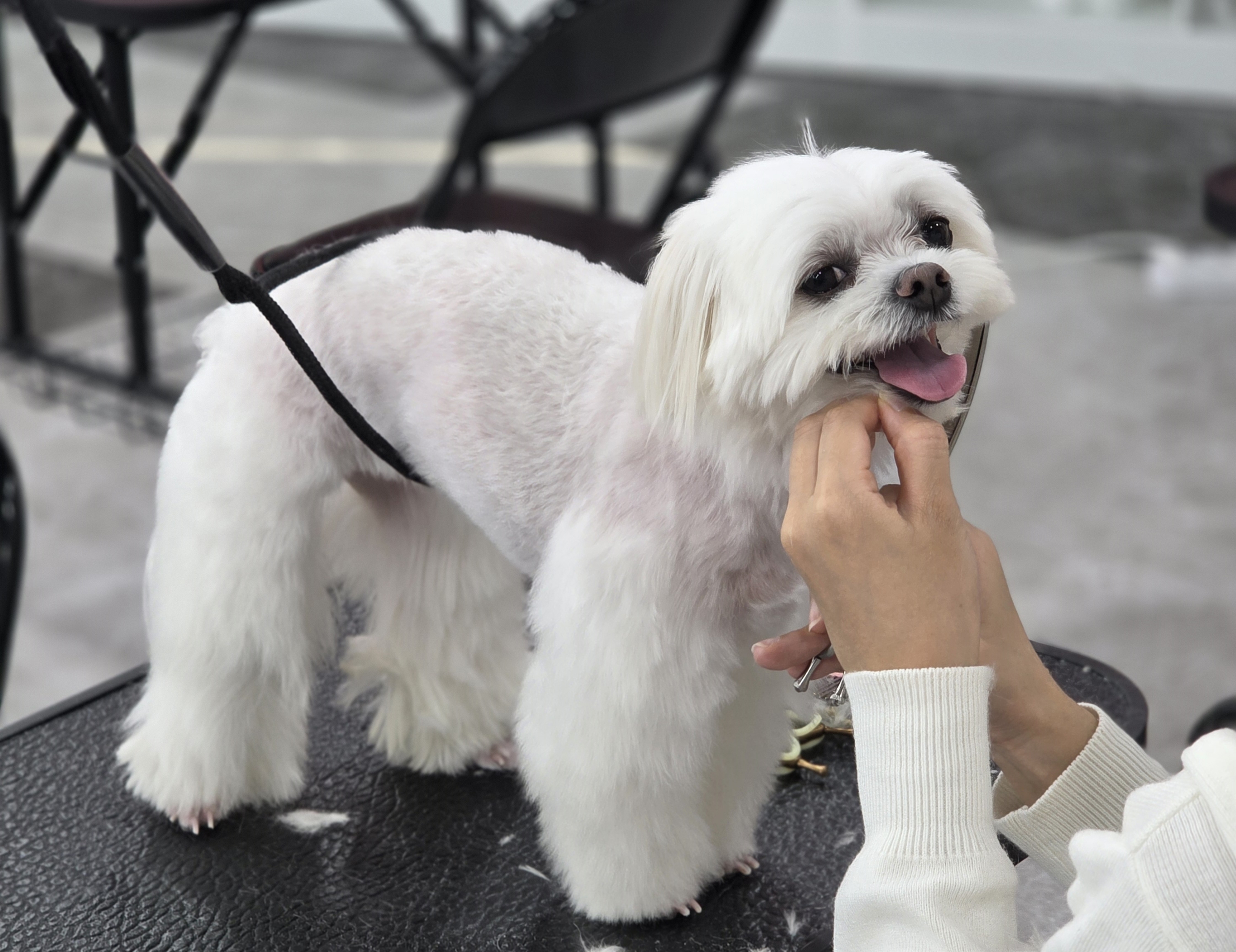 중랑구애견미용
