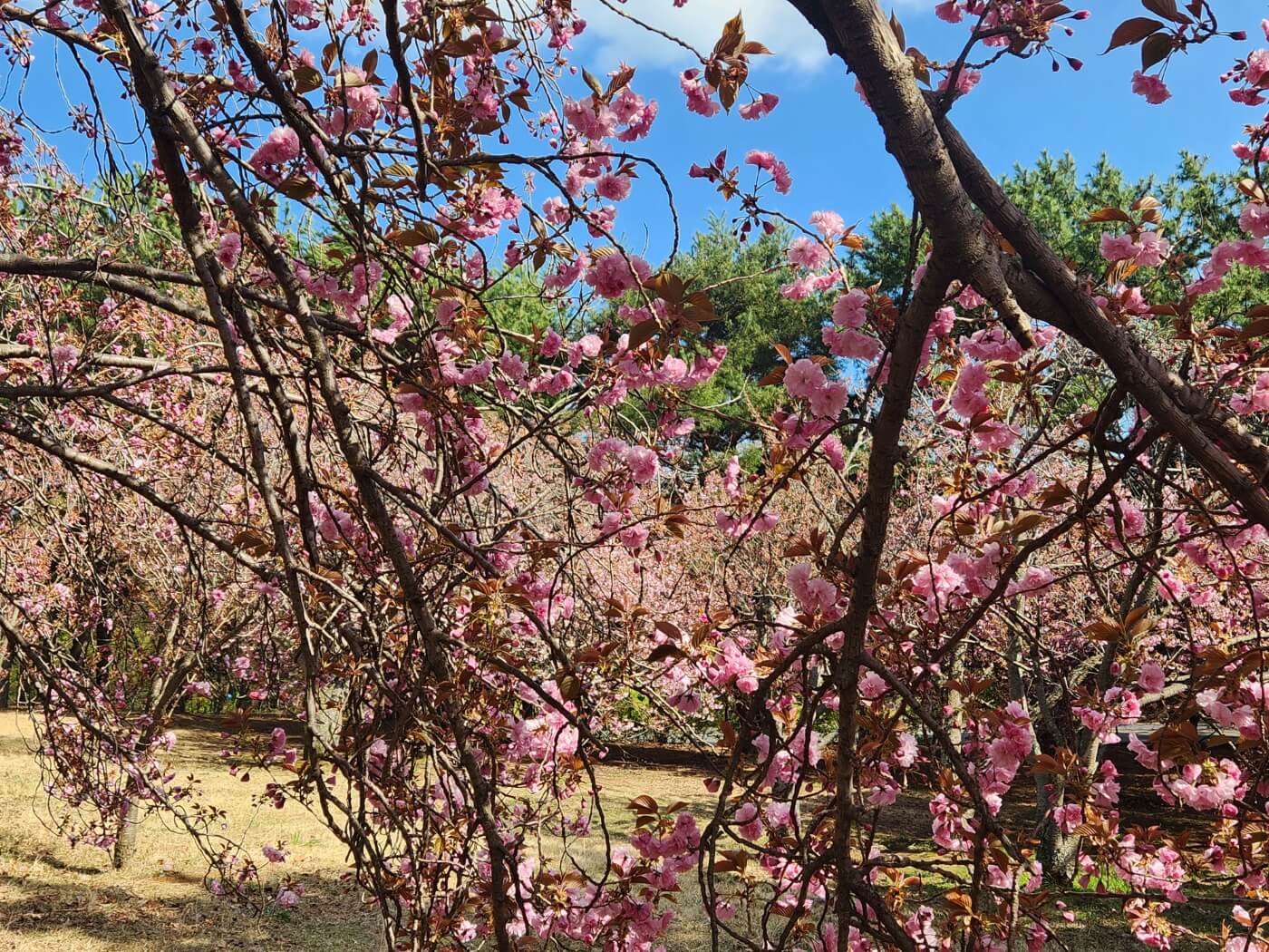 겹벚꽃4월15일자