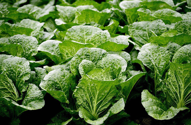 절임배추 추천 BEST 5