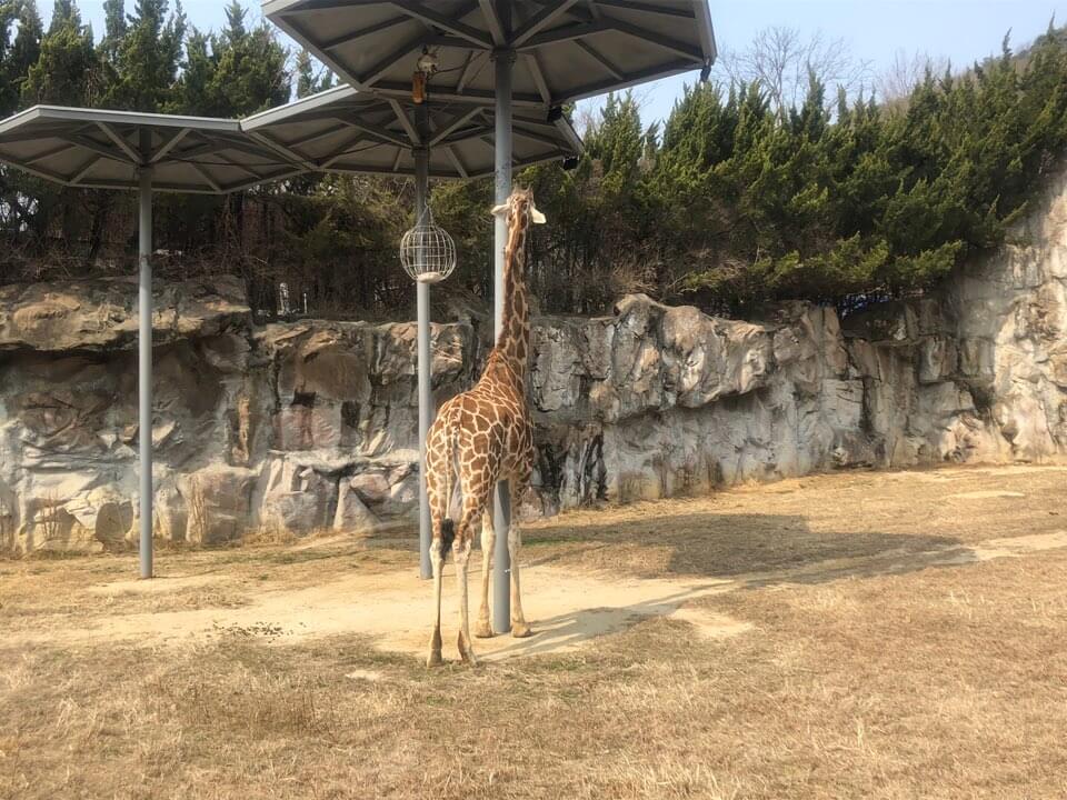 오월드 입장료