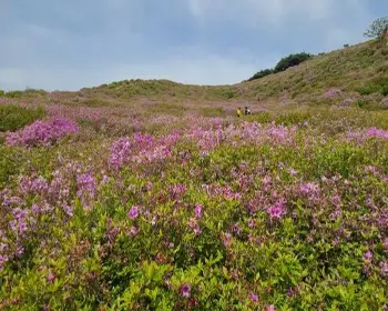 황매산 철쭉축제_9