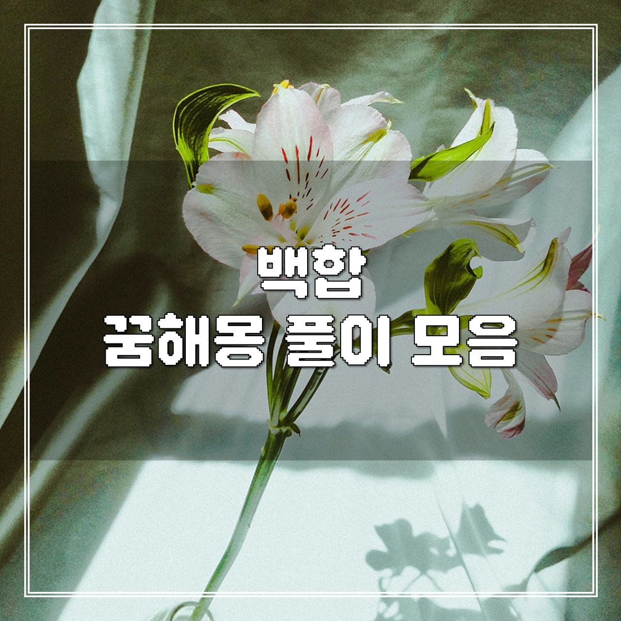 백합 꿈, 꿈해몽 풀이 모음 썸네일