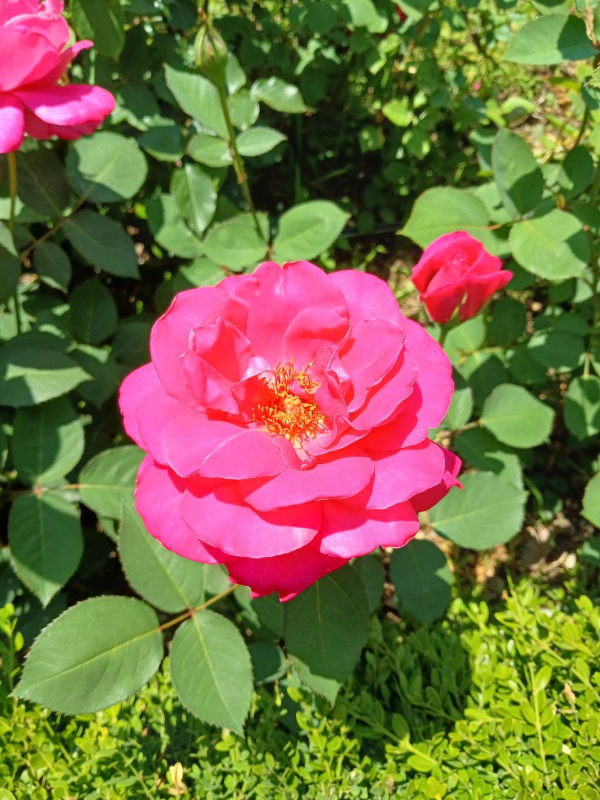 장미공원 분홍빛 장미