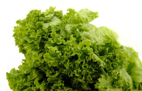 상추 종류 추천 - 특징, 효능, 맛, 가격 비교