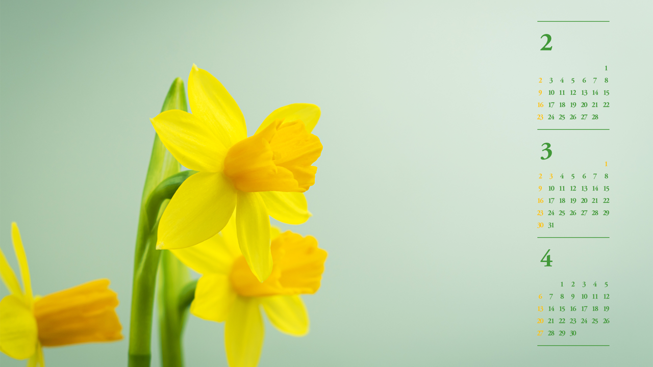 05 활짝핀 노란색 수선화 왼쪽 B - 2025년3월 노트북배경화면