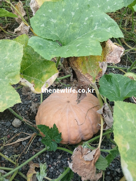 혈관·혈압 관리 설명을 늙은 호박 사진/ 수확 직전 단계의 늙은 호박이 호박잎 아래에서 익어가는 모습