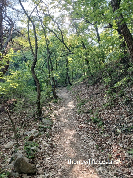Narrow forest path at Achasan with sunlight filtering through the trees-햇살이 비치는 아차산의 좁은 숲속 오솔길