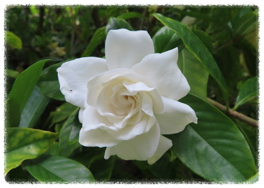 베란다에서 키우기 쉬운 식물 오렌지쟈스민 키우기