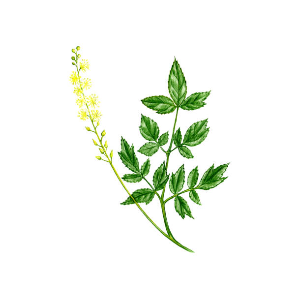 블랙 코호시(Black Cohosh) 효능