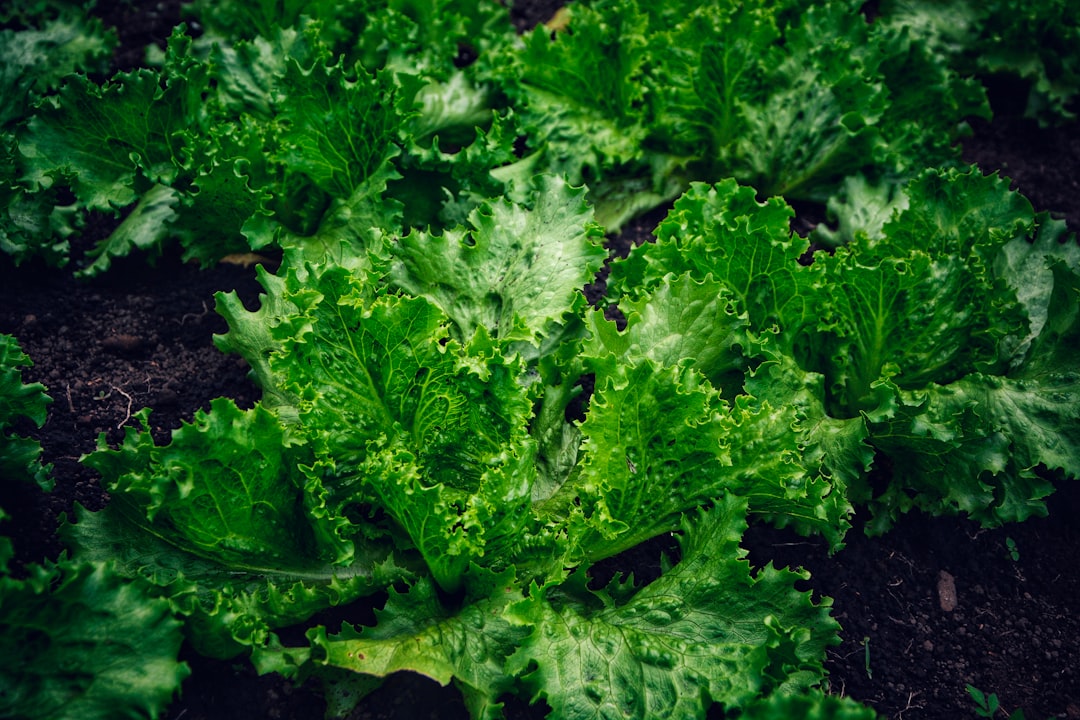 Lettuce