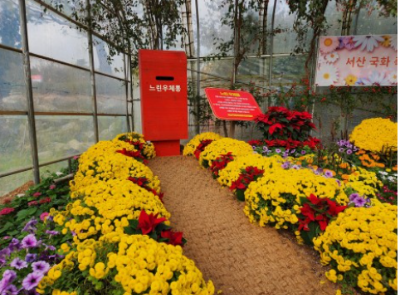 국화 꽃