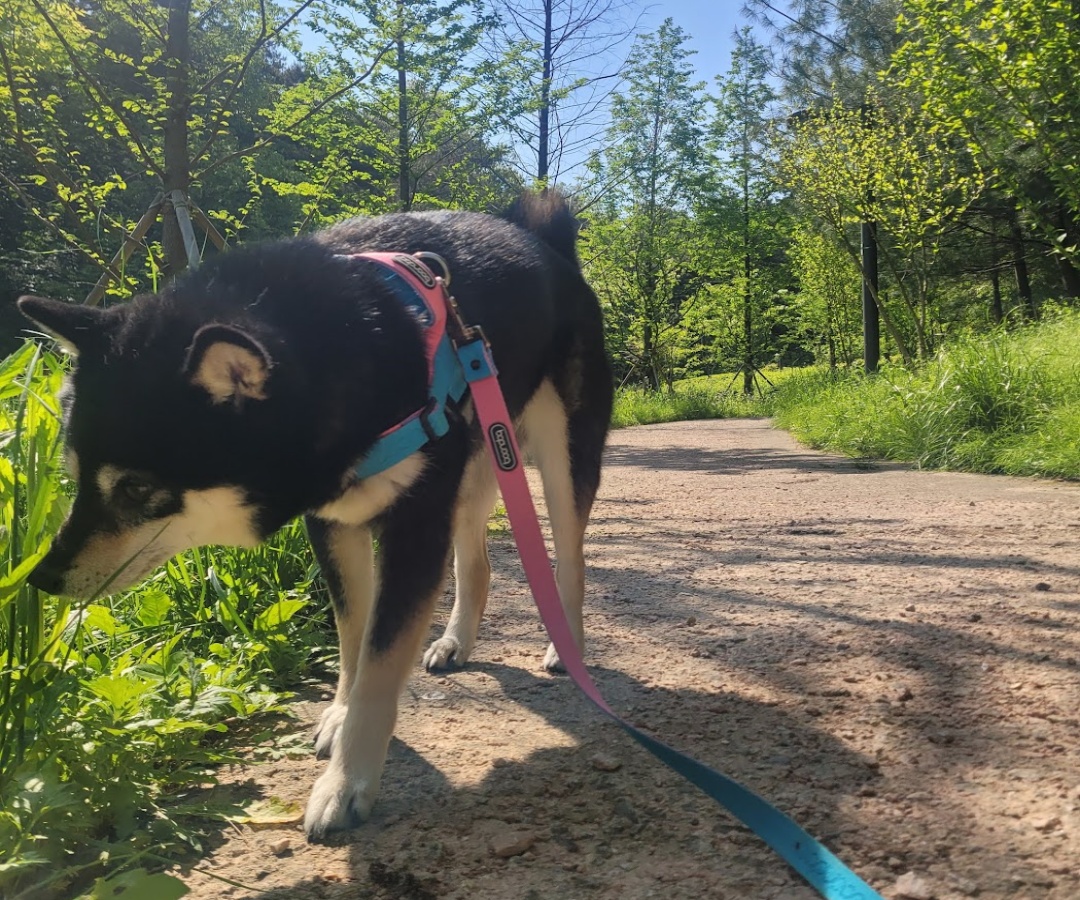 강아지-숲 -산책