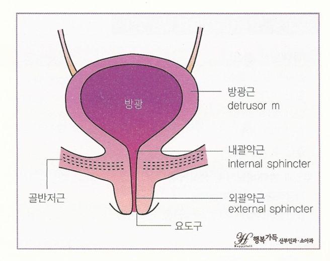 요실금 치료방법