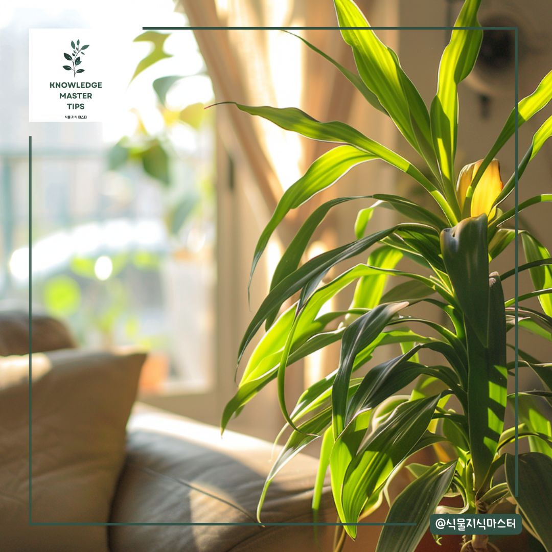 행운목 키우기의 적정 온도