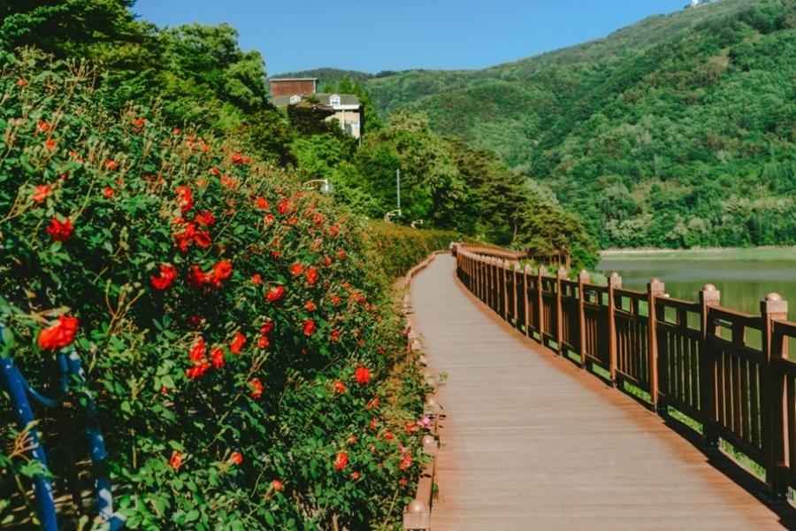 단양 소금정공원 장미터널