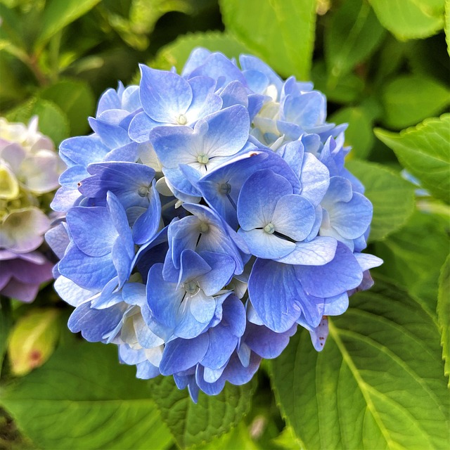 마노르블랑 수국축제