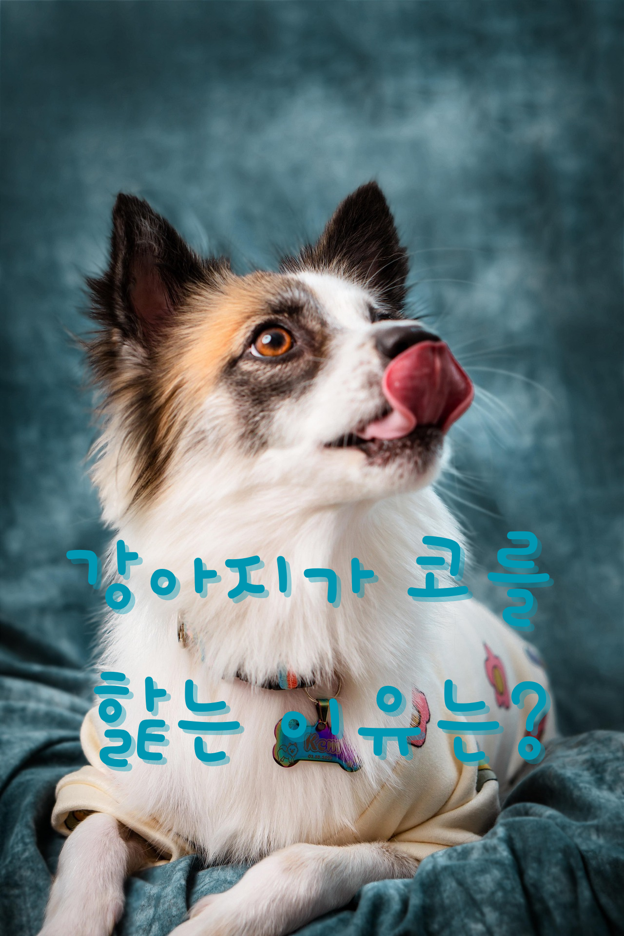 강아지가 코를 핥는 이유