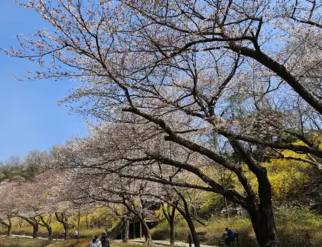 벚꽃터널-북서울꿈의숲