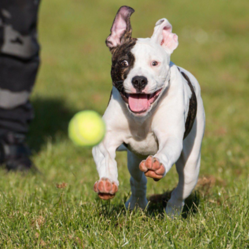 공을 잡으러 뛰어가는 강아지