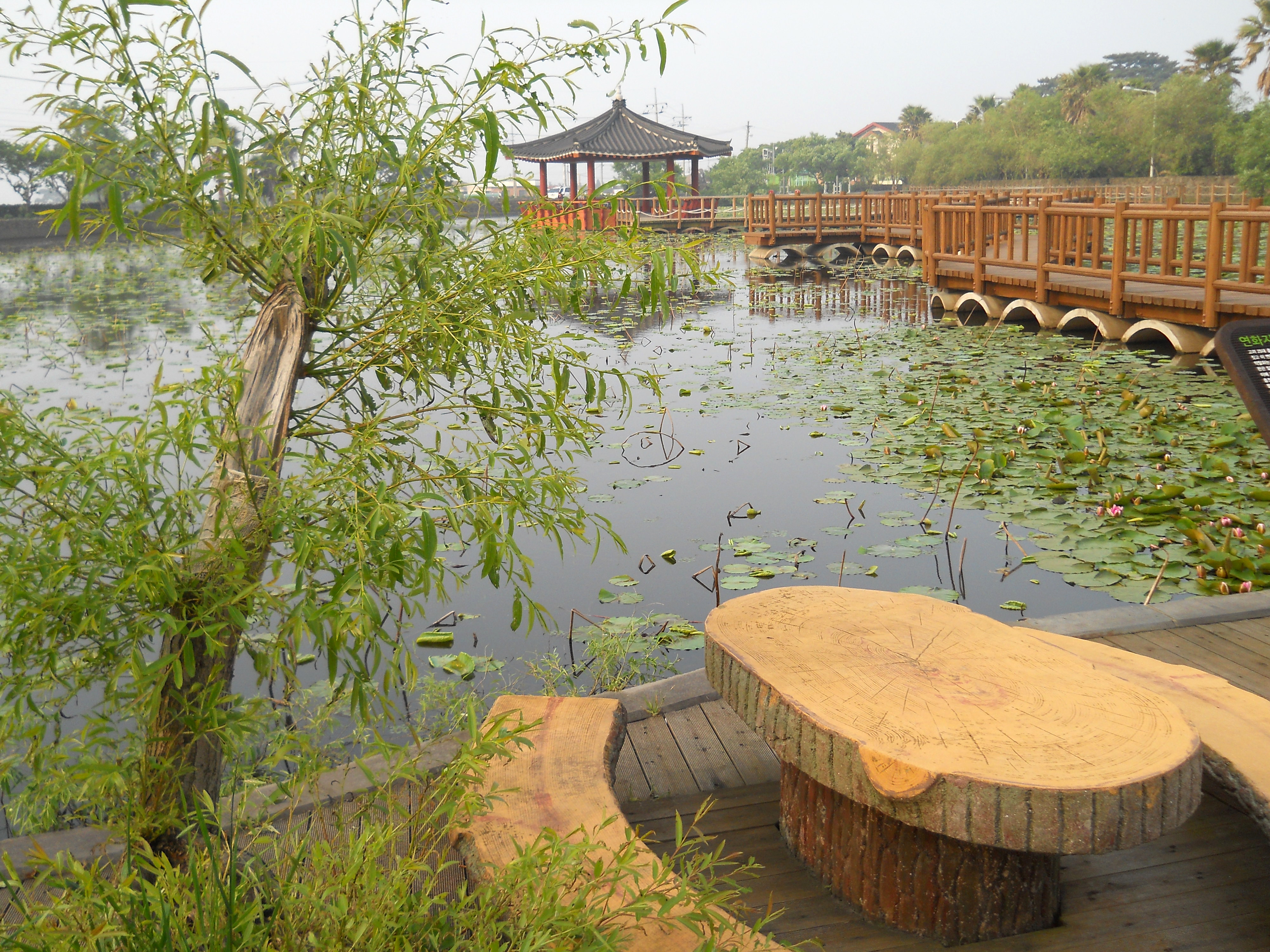 제주 연화지