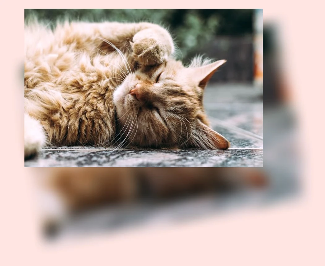 고양이 행동 이해_1_subsection