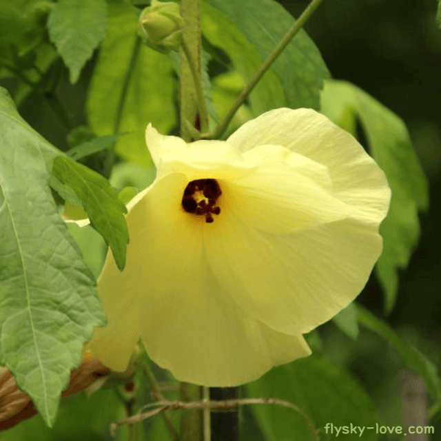 식물성 콜라겐이 풍부한 금화규