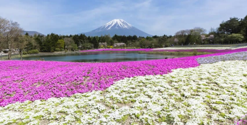 멀리 산이 보이고 그 앞으로 벚꽃들이 보인다