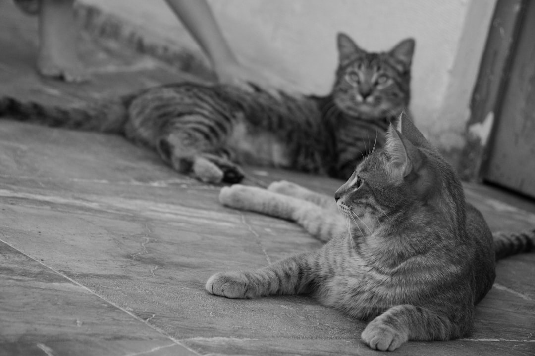 Cat breed