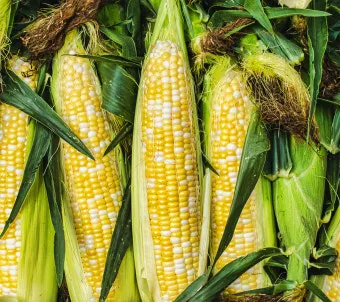 옥수수 재배 수분 수정 바람 피해 예방 거름 주기_13