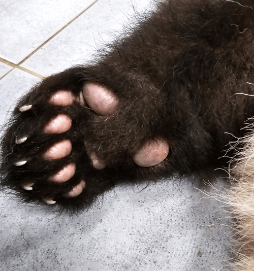 푸바오 특집방송 전현무