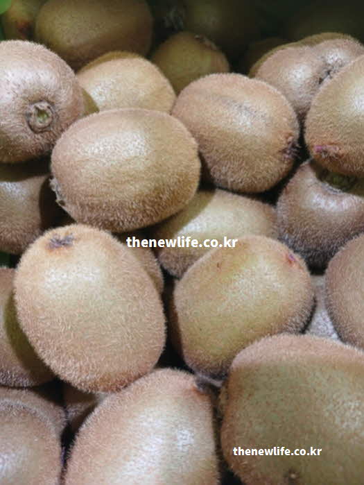 키위 효능 영양가치