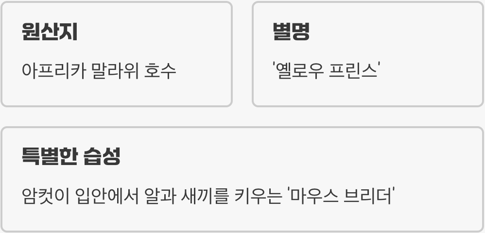 아프리카 호수에서 온 노란 잠수함