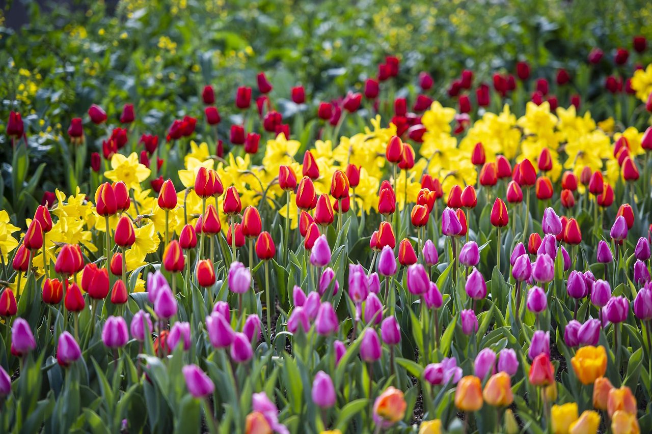 에버랜드-튤립축제1