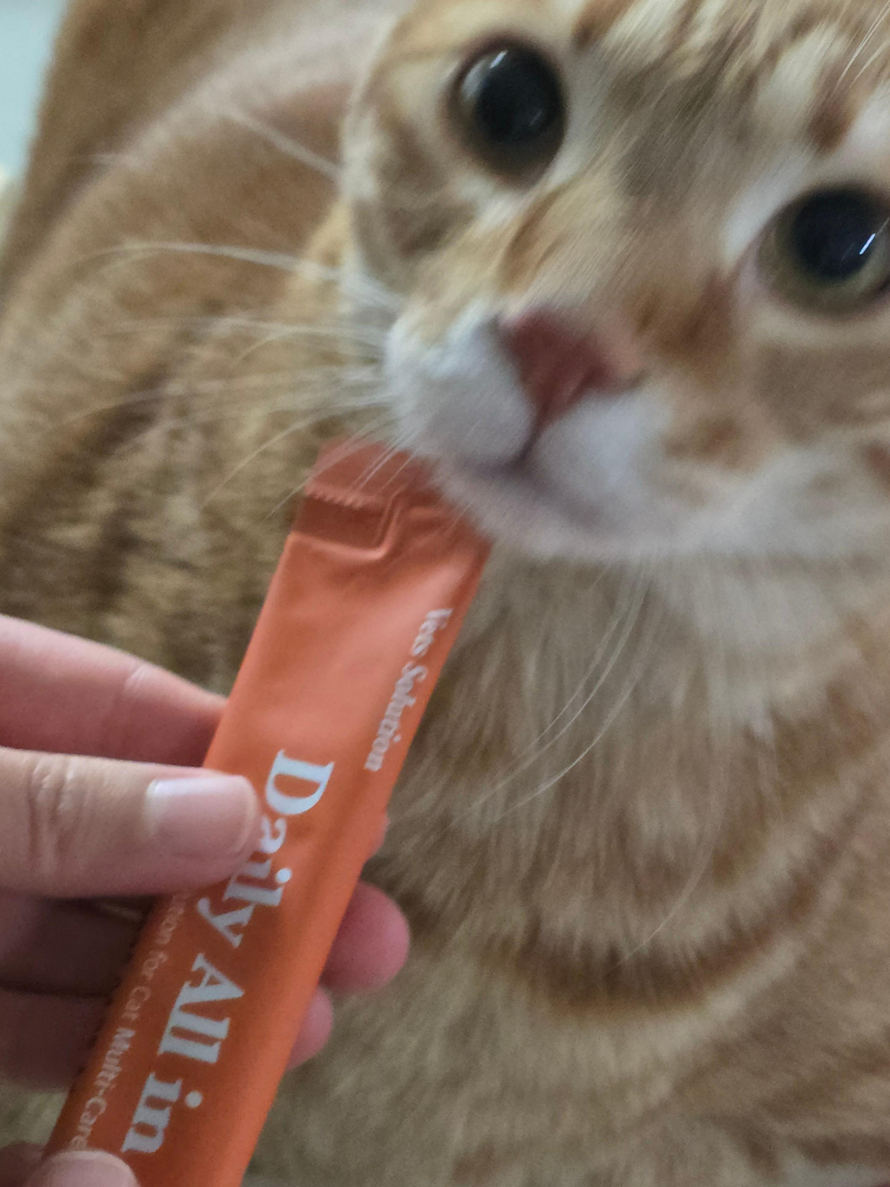 베츠솔루션 캣 데일리 올인원 영양 츄르3