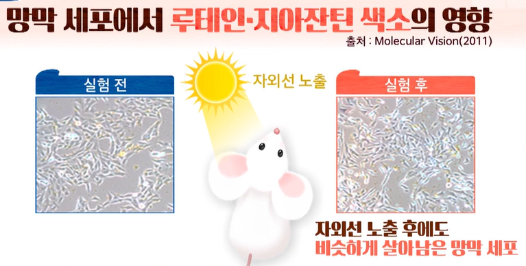 루테인, 지아잔틴 효능