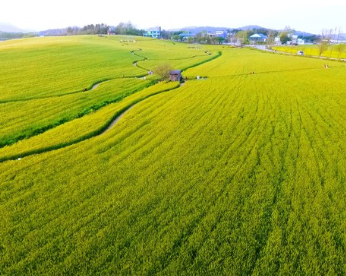 고창 청보리밭 실시간 개화 상황
