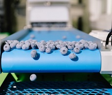 블루베리선별기