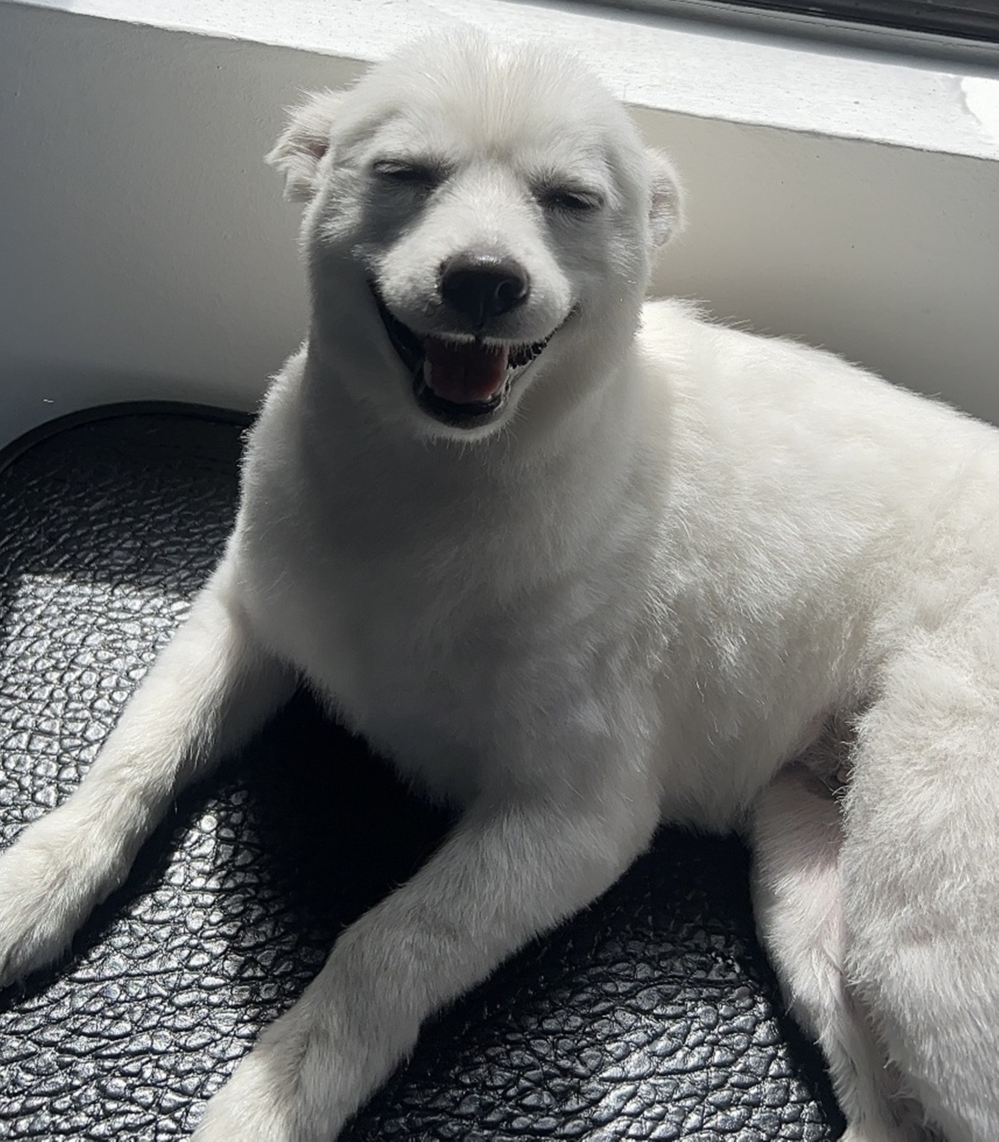 수완애견미용학원