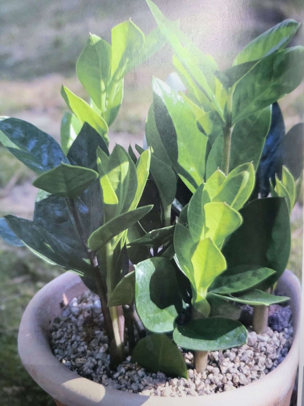 금전수 키우기 물주기 분갈이 방법