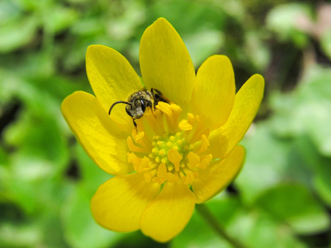 Pollen