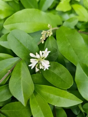 진한 향기에 취해버리는 이 꽃 산책로 옆 울타리 쥐똥나무_18