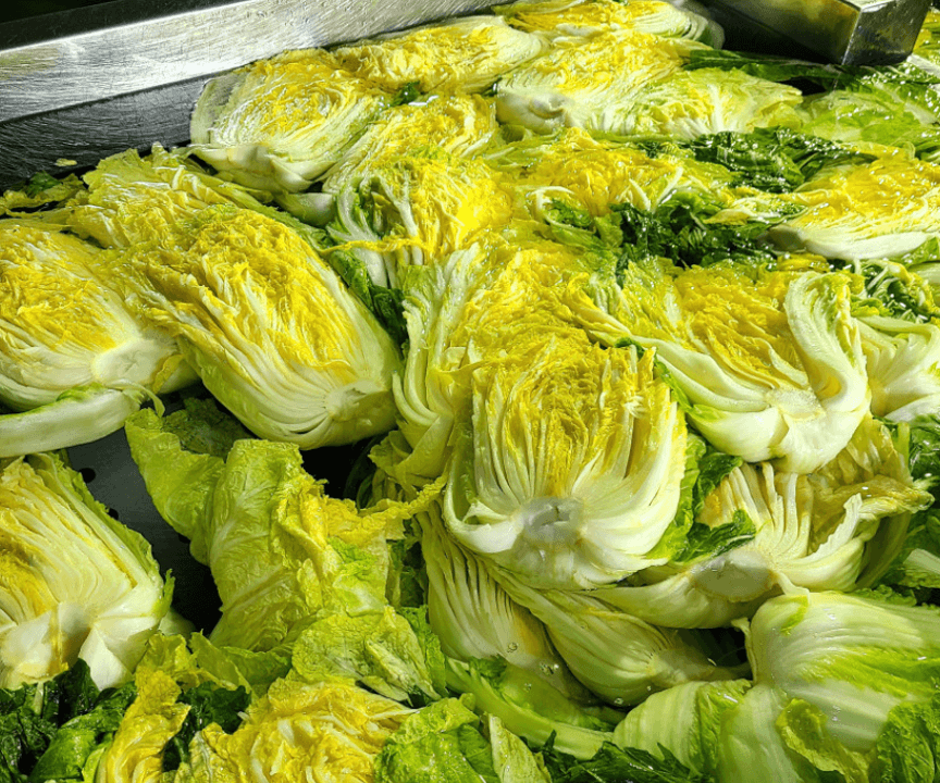 농부가 된 해적왕 평창 고랭지 절임배추 절임사진