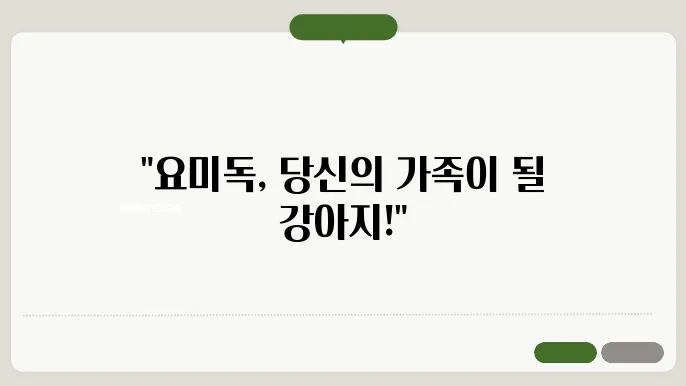 평택강아지무료분양 요미독