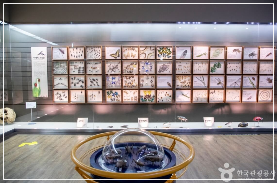 목포 가볼만한곳 베스트10 목포자연사박물관