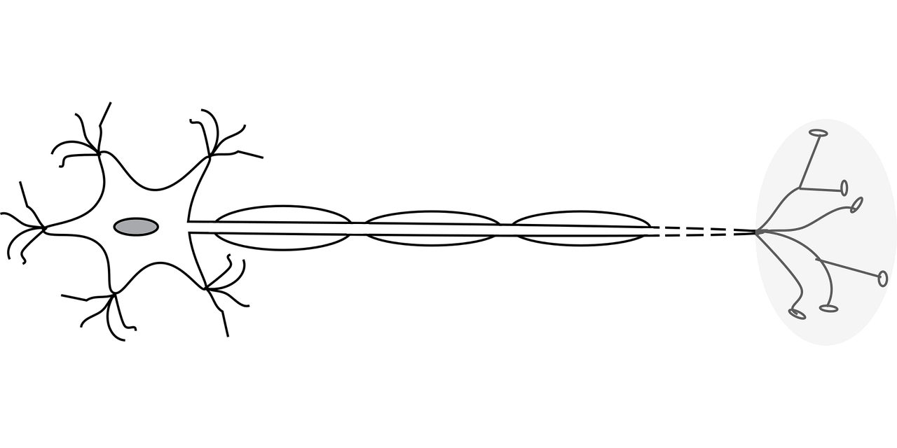 신경과 신경계의 기본 원리