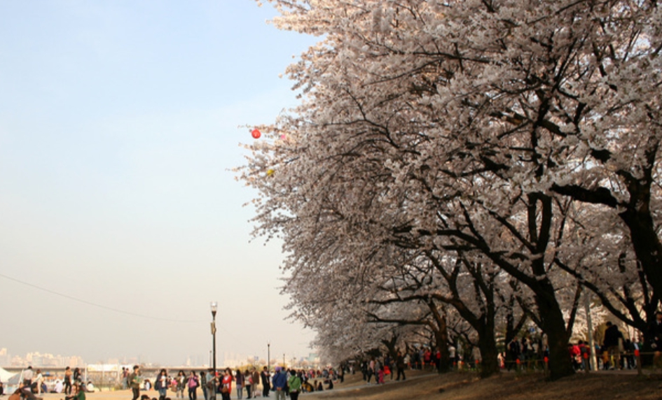 여의도 벚꽃축제 일정