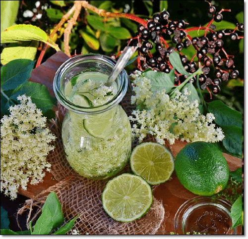 엘더베리 엘더플라워 라임